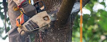 Estill, SC Tree Services Company