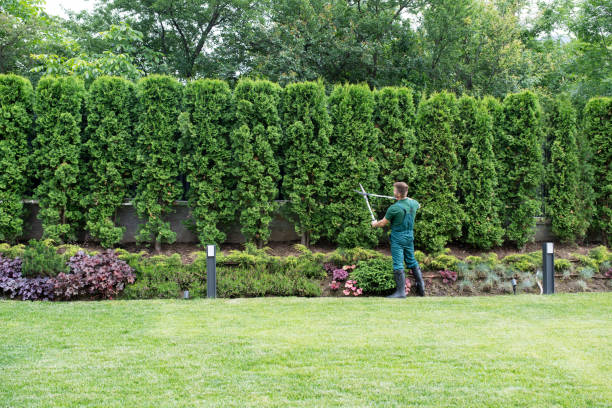 Lawn Maintenance Plans in Estill, SC