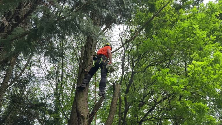 How Our Tree Care Process Works  in  Estill, SC